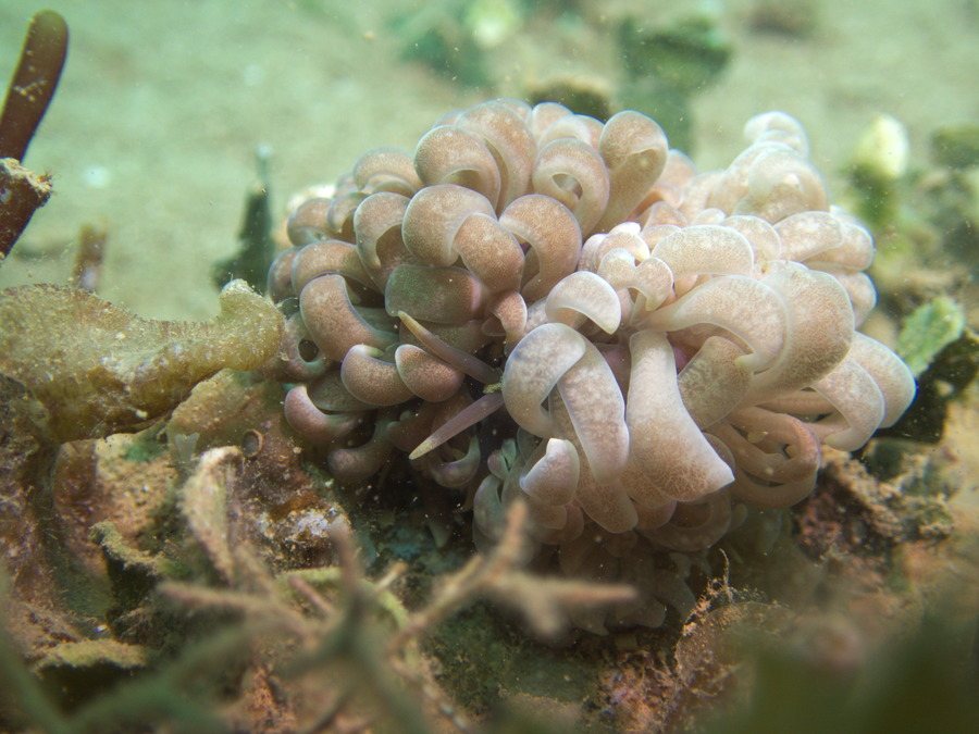 Phyllodesmium magnum