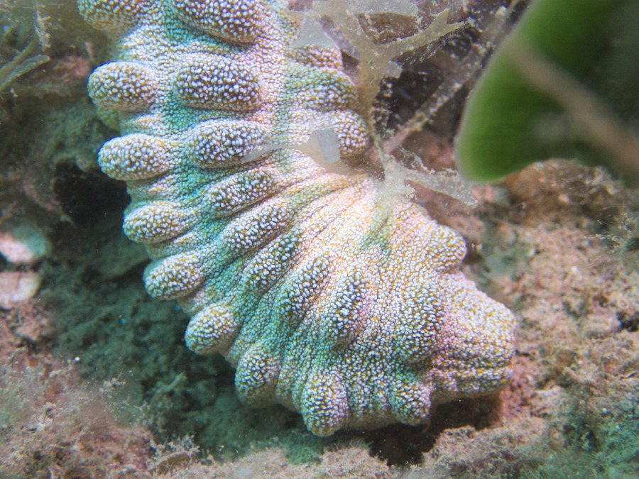 Synapta maculata