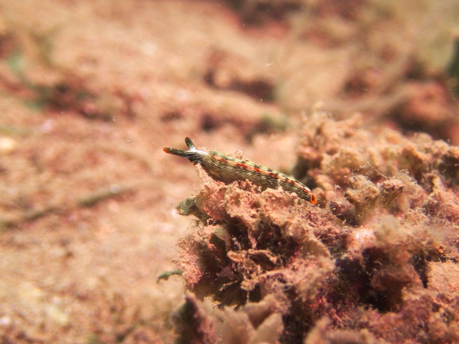 Thuridilla bayeri