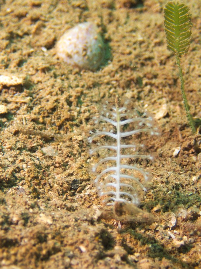 Pennatules