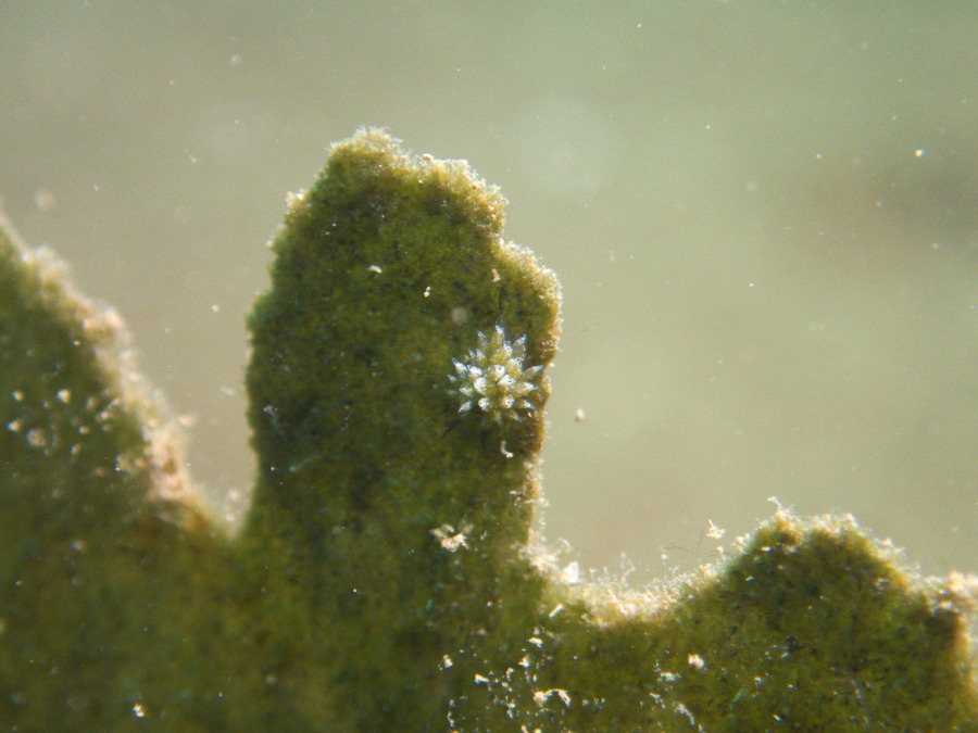 Costasiella sp2