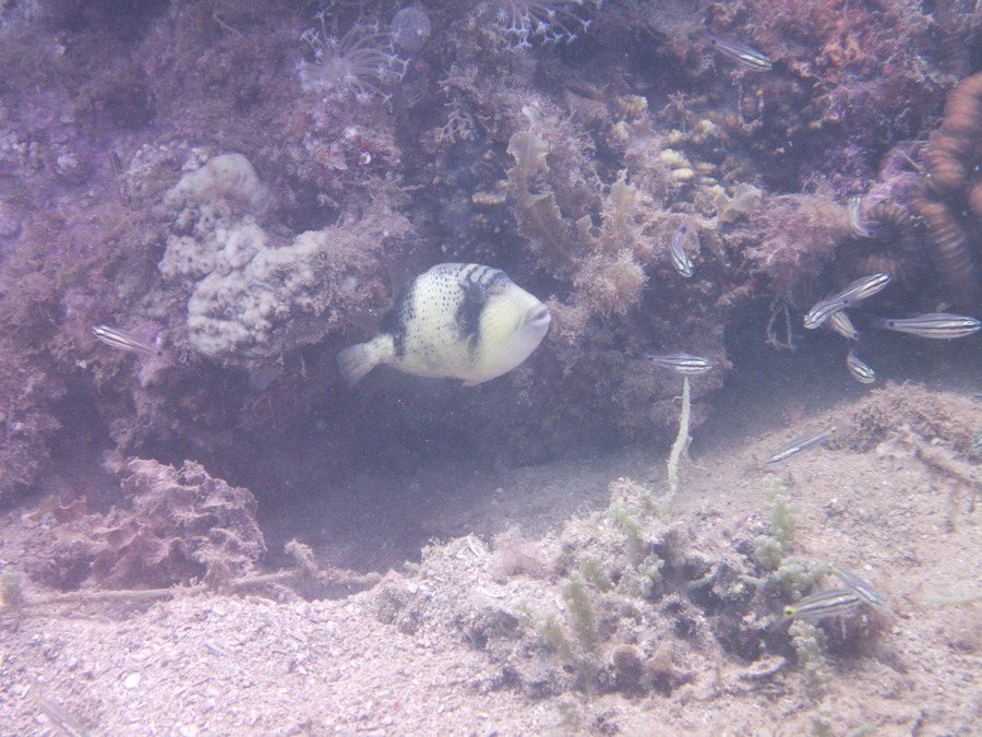 Balistoides viridescens