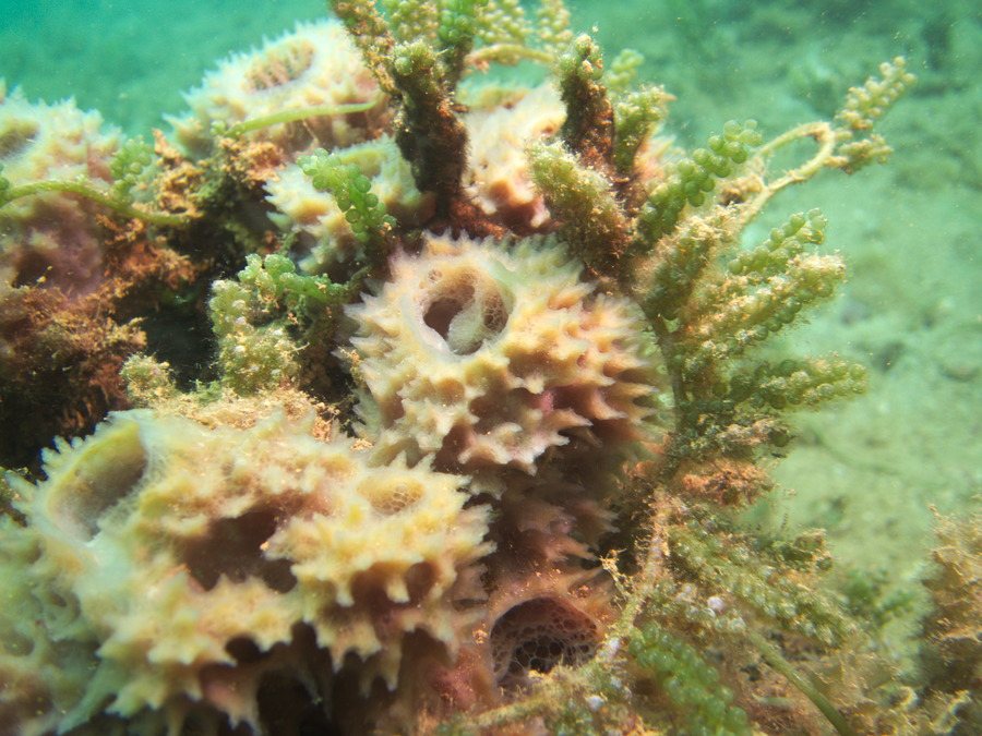 Callyspongia hispidoconulosa