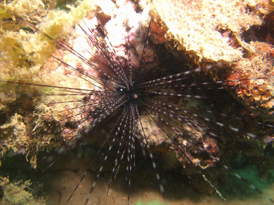 Echinothrix calamaris