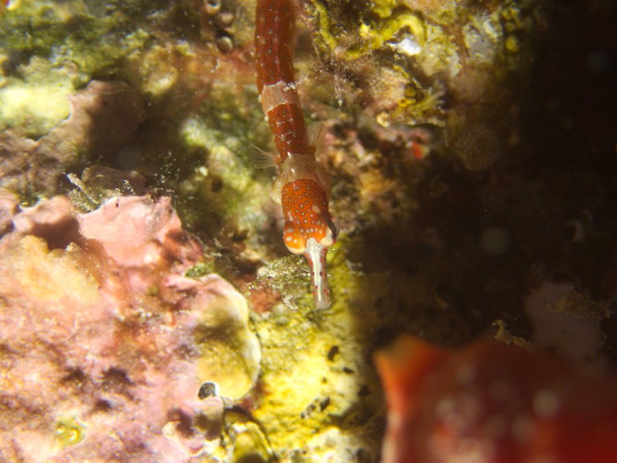 Corythoichthys amplexus