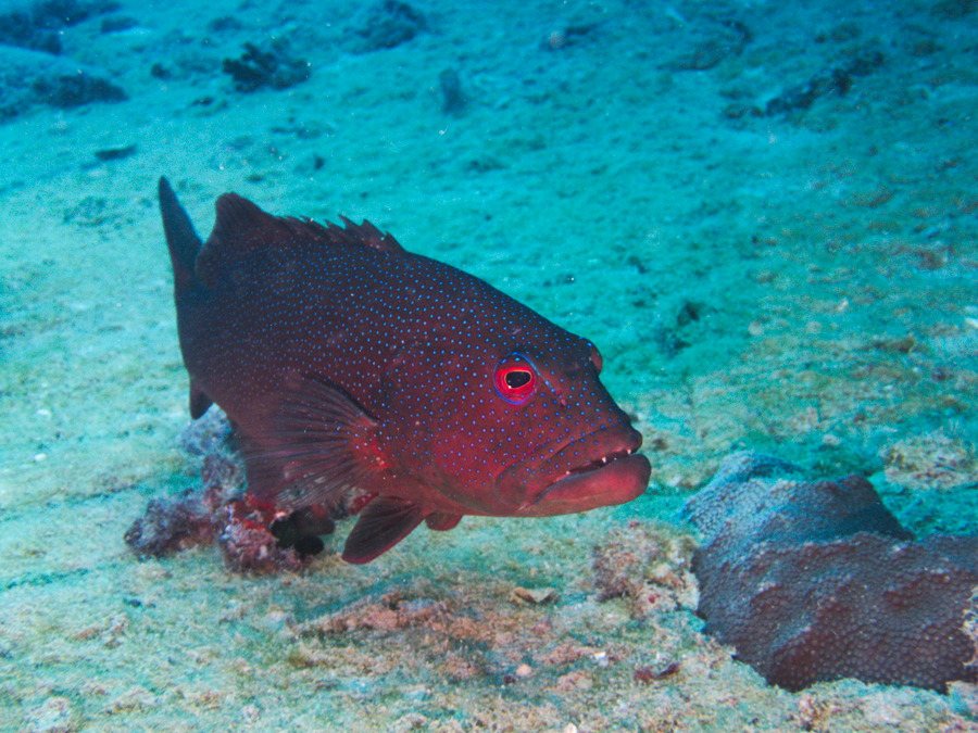 Plectropomus leopardus