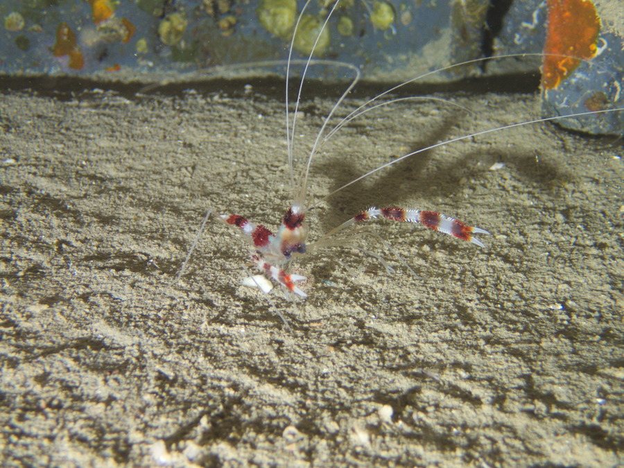 Stenopus hispidus