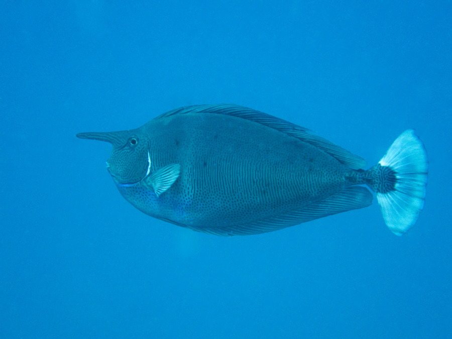 Naso brevirostris