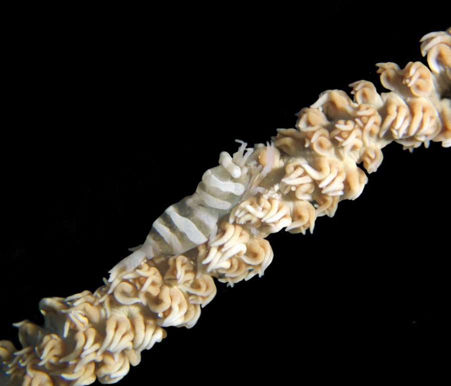 Pontonides unciger