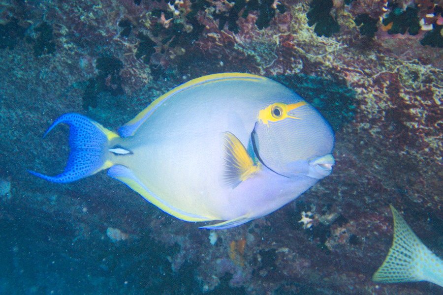 Poisson-chirurgien