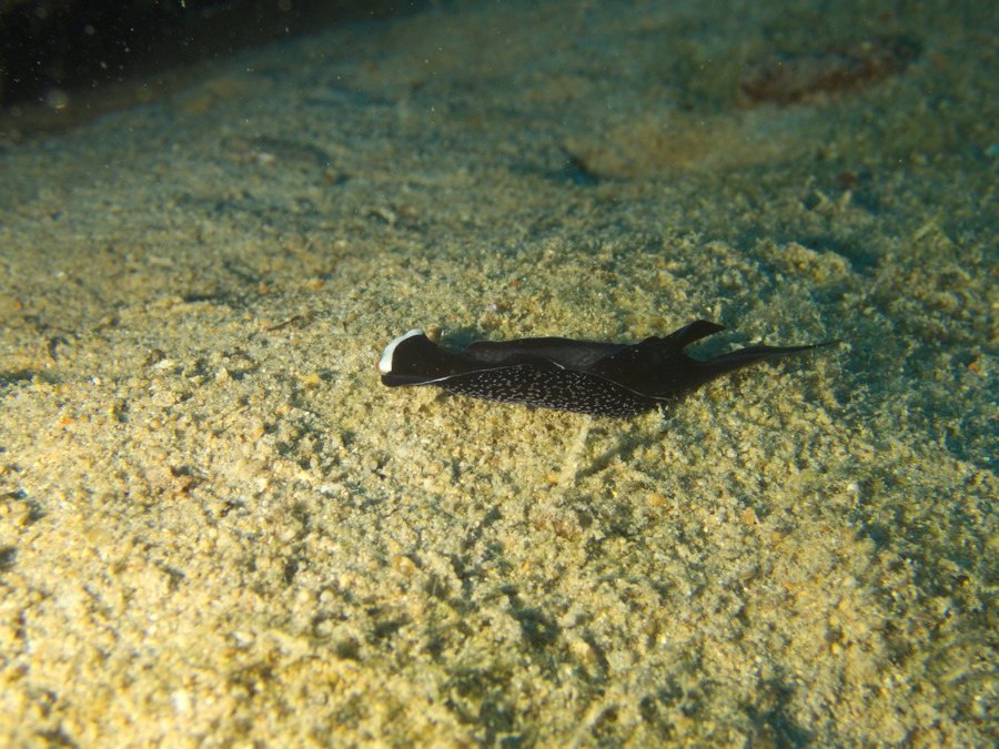 Mariaglaja inornata