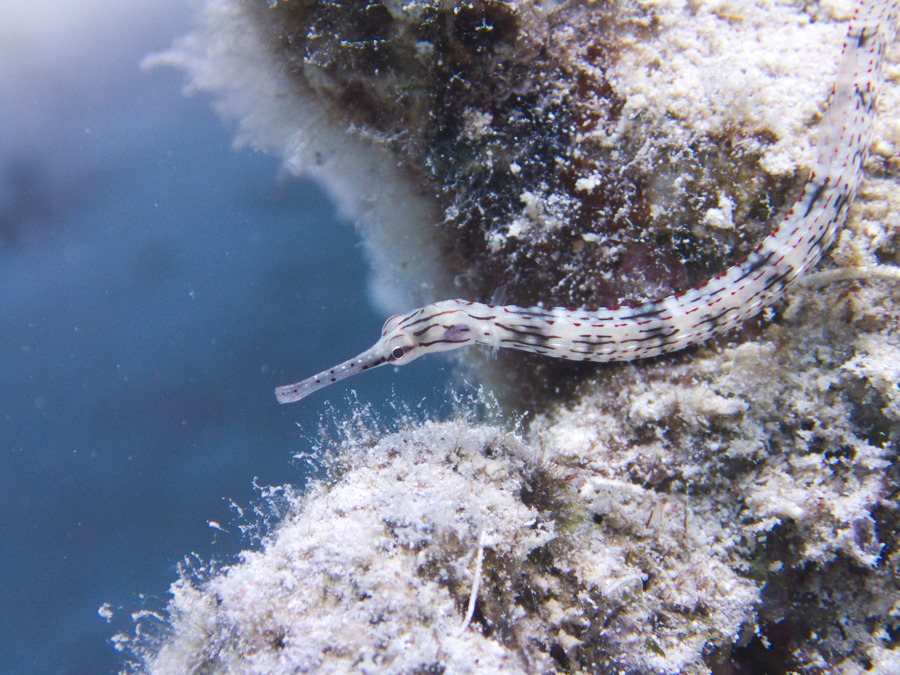 Corythoichthys haematopterus