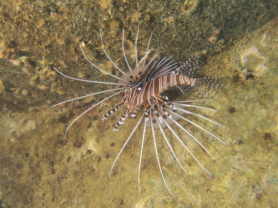 Pterois antennata