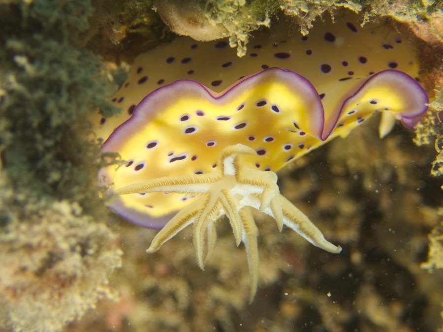 Goniobranchus kuniei