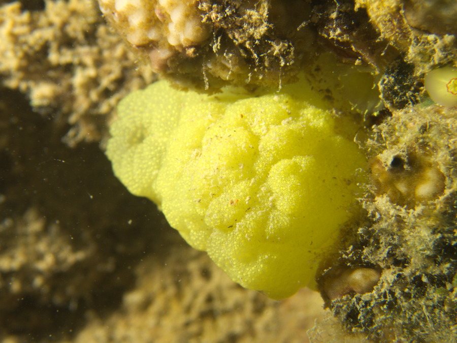 Pallusia julinea