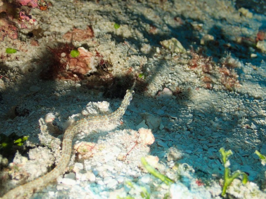 Corythoichthys haematopterus