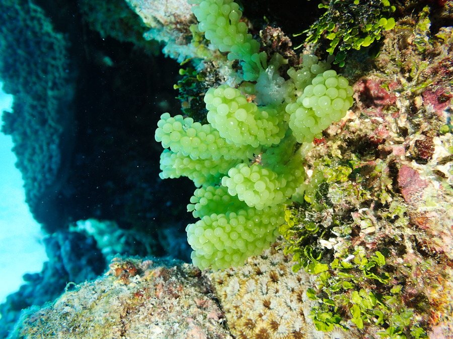 Caulerpa racemosa var. chemitza