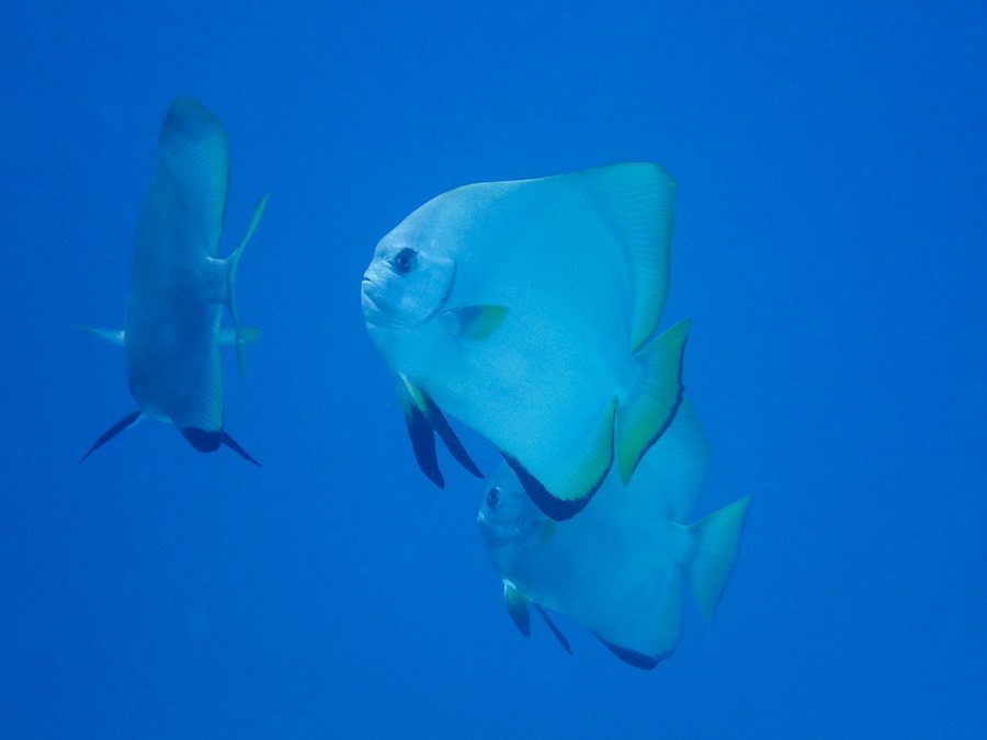 Platax teira