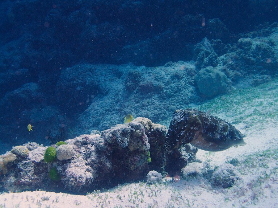 Seiche (Sepia latimanus)