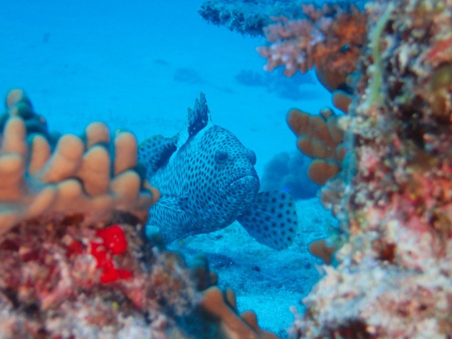 Epinephelus maculatus