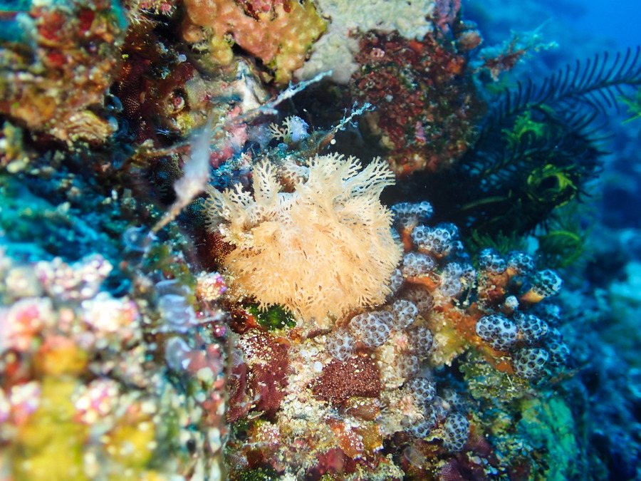 Lophophoriens