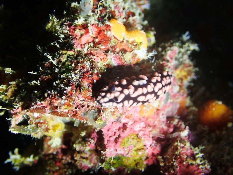 Phyllidiella pustulosa