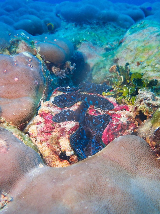 Mollusques