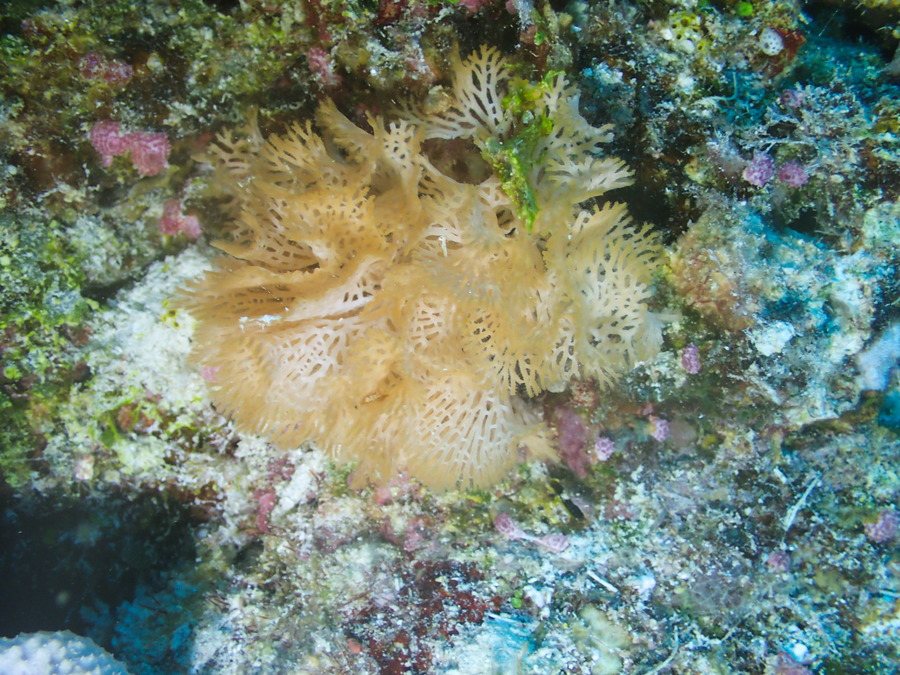 Lophophoriens