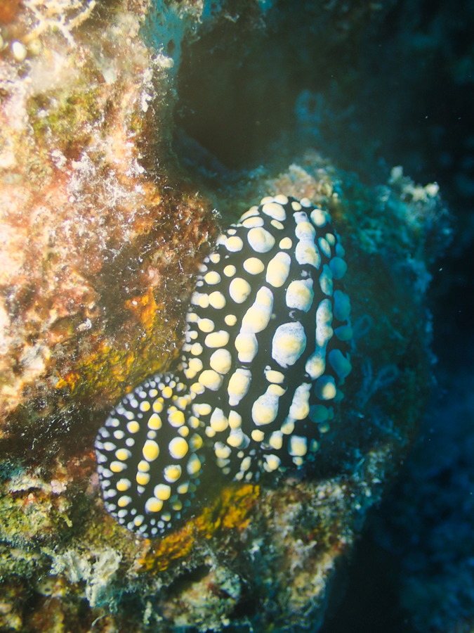 Mollusques
