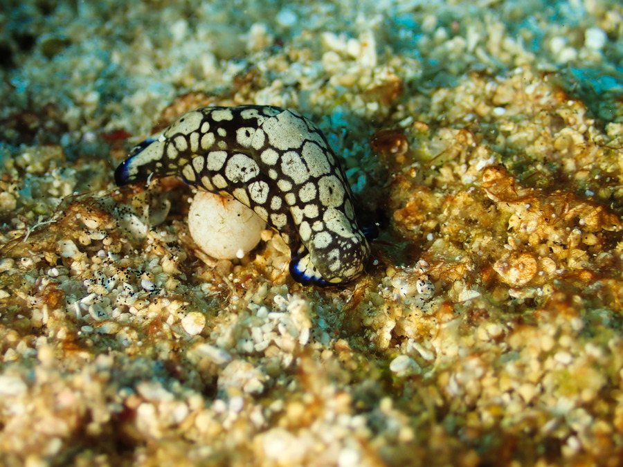 Philinopsis reticulata