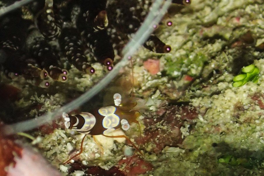 Thor amboinensis