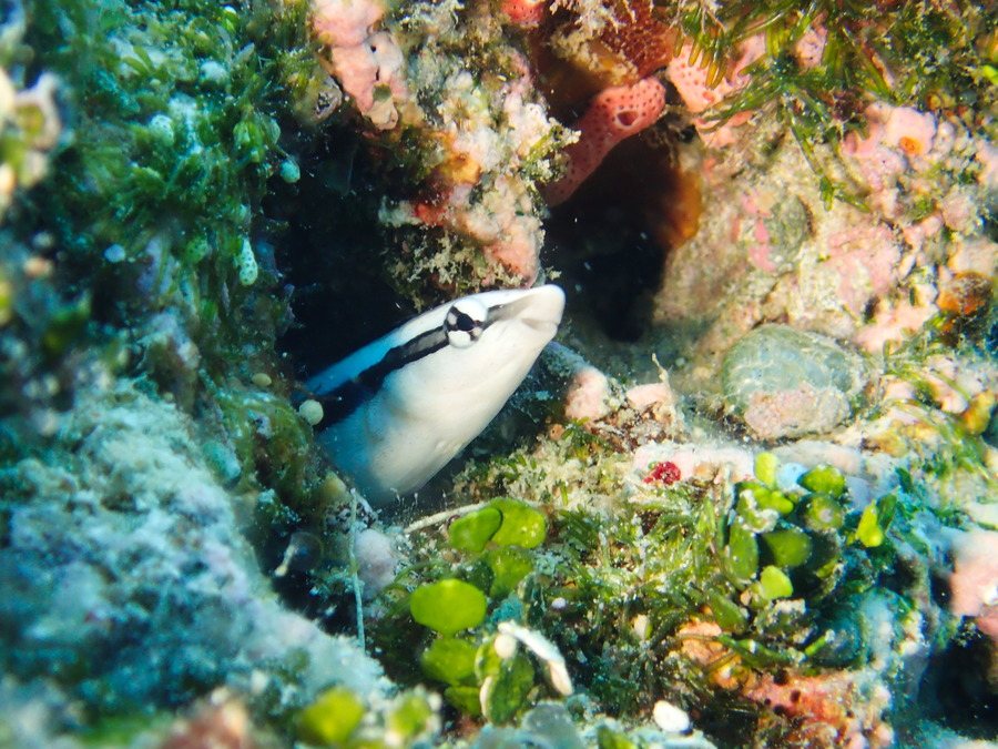 Aspidontus dussumieri