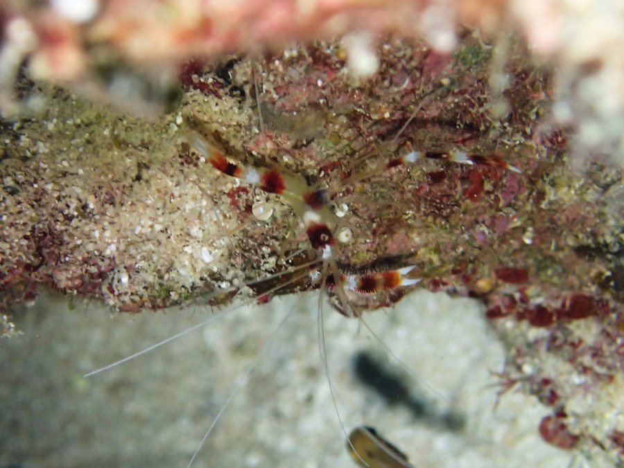 Stenopus hispidus