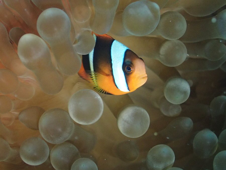 Amphiprion clarkii