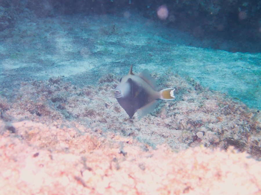 Sufflamen chrysopterum