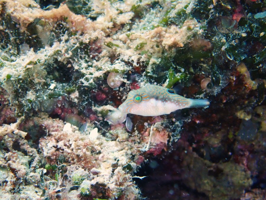 Canthigaster benneti