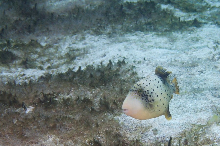 Poissons osseux