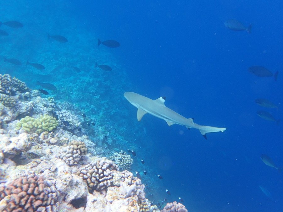 Requin à pointes noires