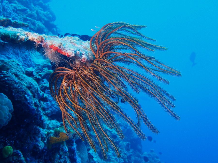 Anneissia (Oxycomanthus) bennetti
