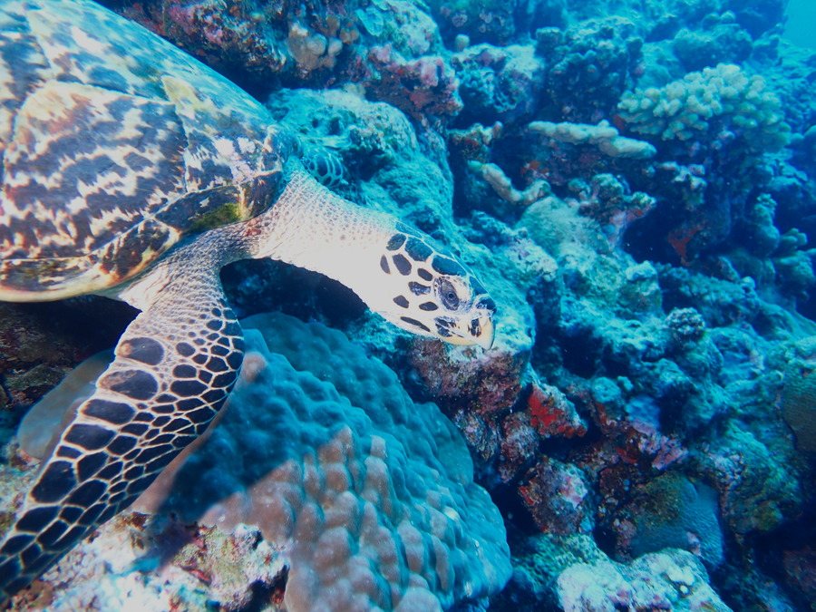 Chelonia mydas (tortue verte)