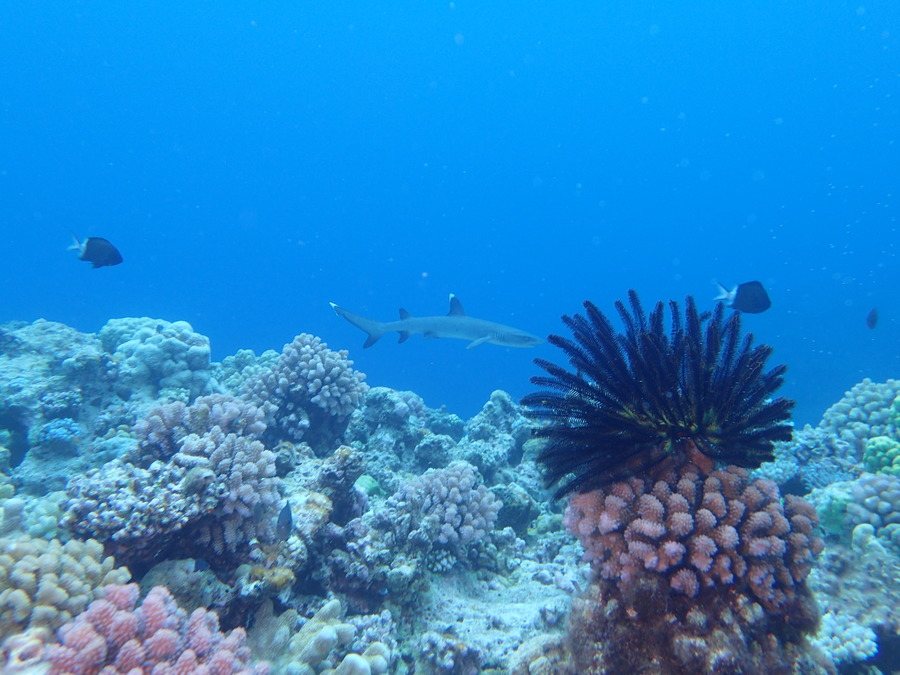Requin à pointe blanche du lagon