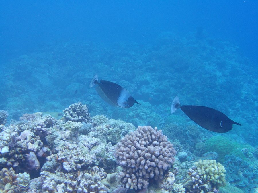 Naso brevirostris