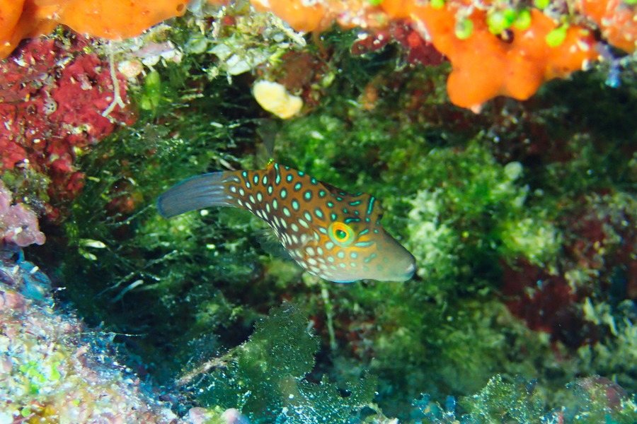Canthigaster janthinoptera