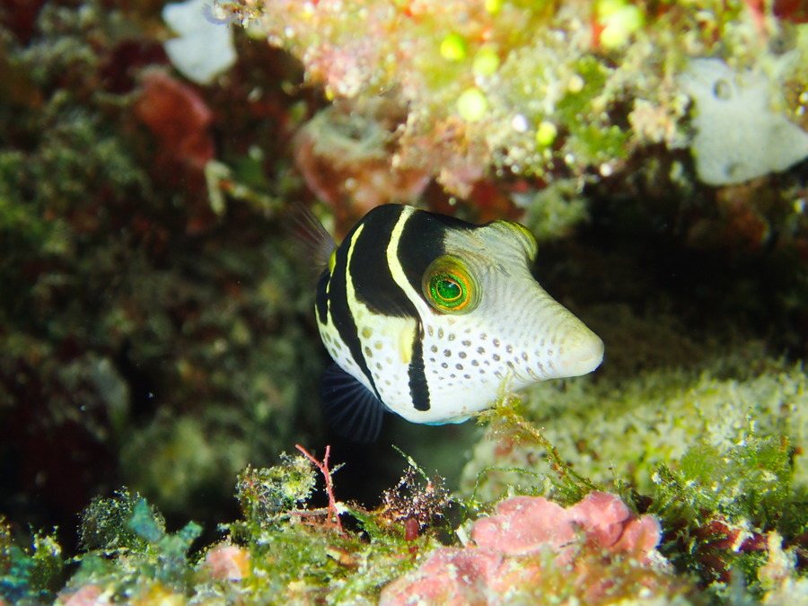 Canthigaster valentini