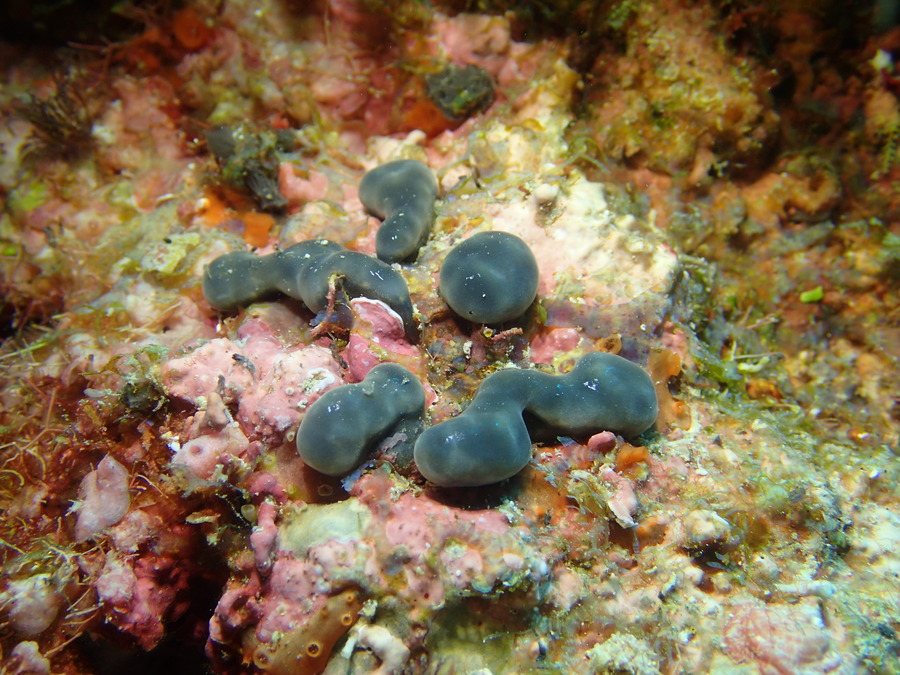 Eudistoma sp.