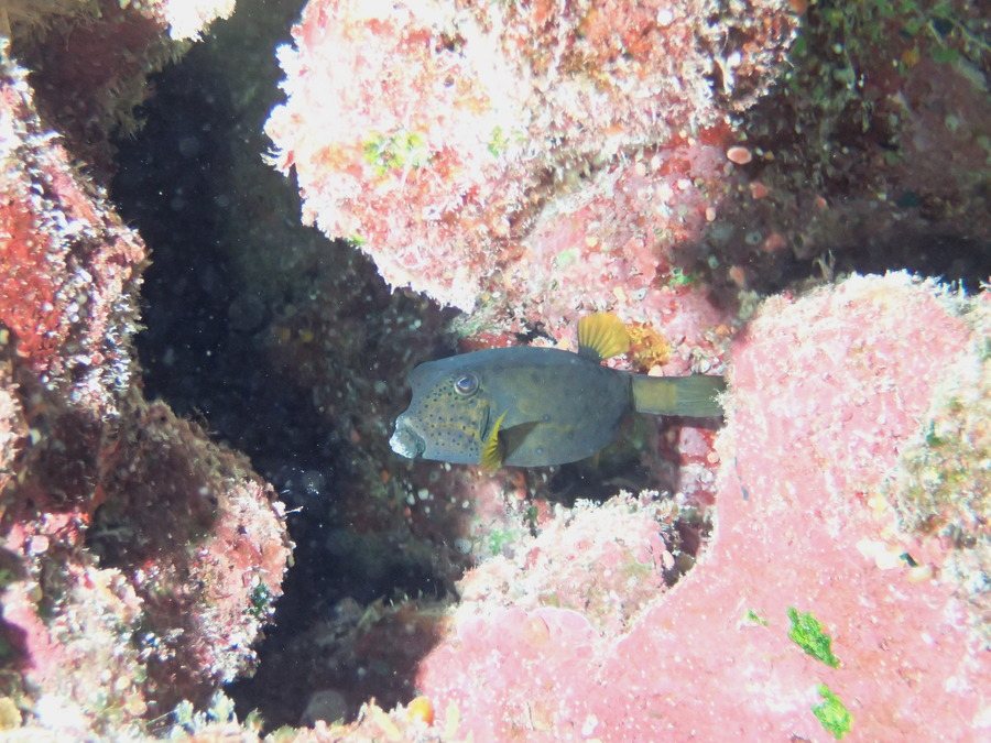 Ostracion cubicus