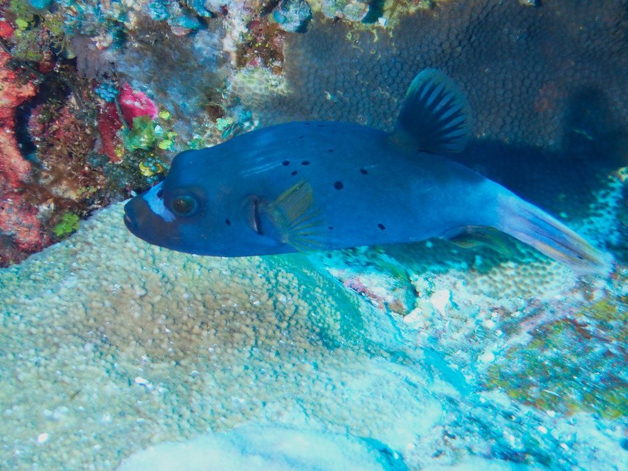Arothron nigropunctatus