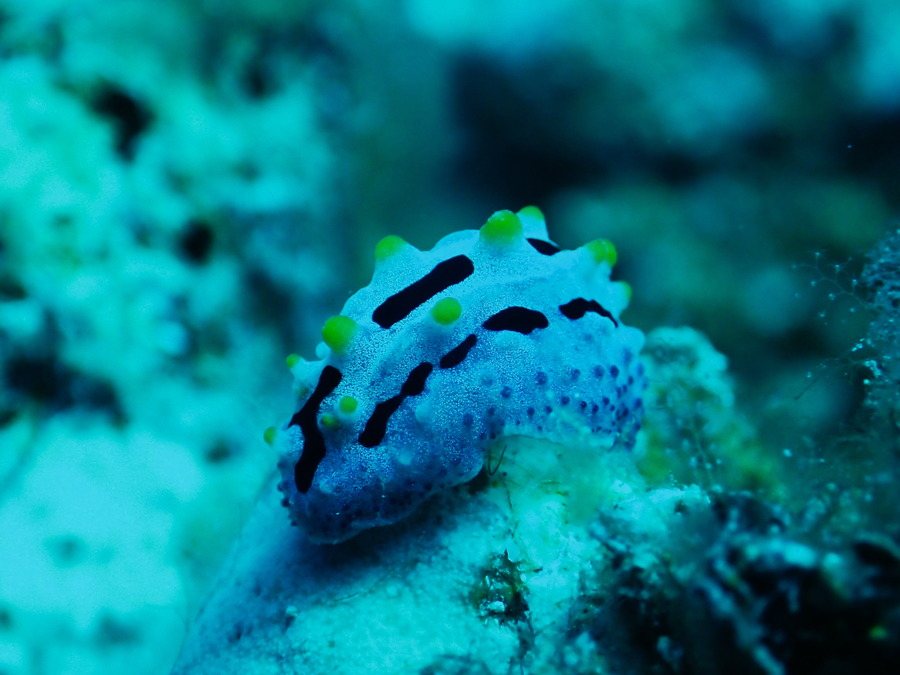 Phyllidia picta