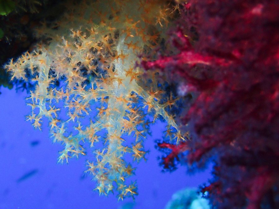 Dendronephthya sp.