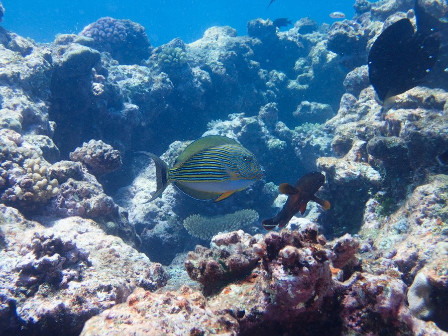 Acanthurus lineatus